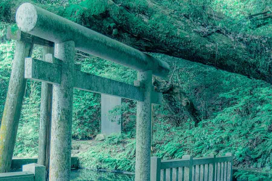 池の鳥居をくぐるコイ 神社で撮影された神秘的な一枚を4 8万人絶賛 癒やされる Hint Pot