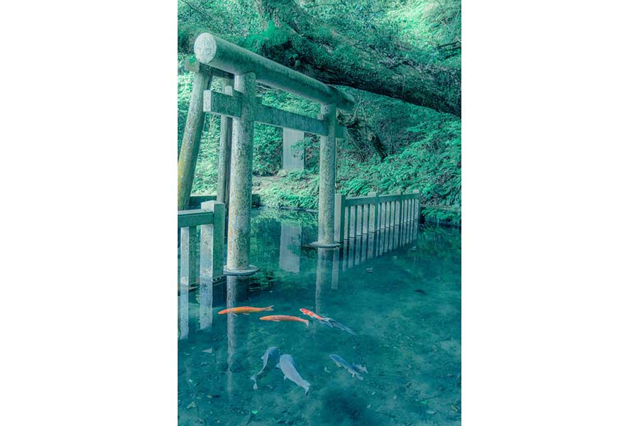 茨城県・鹿島神宮の御手洗池で撮影された神秘的な一枚【写真提供：sara（@sara2626_if）】