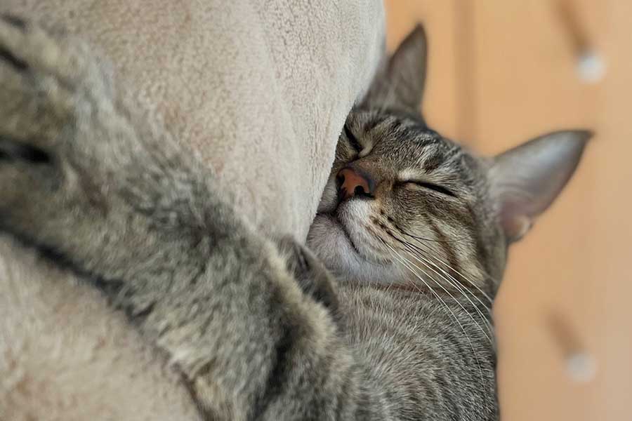 飼い主さんのそばで安心しきったようにすやすやと眠るはづきちゃん【写真提供：とうふ（@uratakaxx）さん】