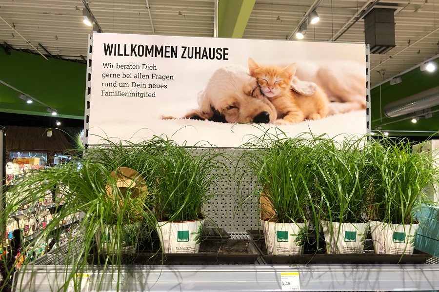 ドイツのペットショップで見つけた猫草。毛玉を吐くためにも、猫草は必須ですよね【写真：島崎英純】