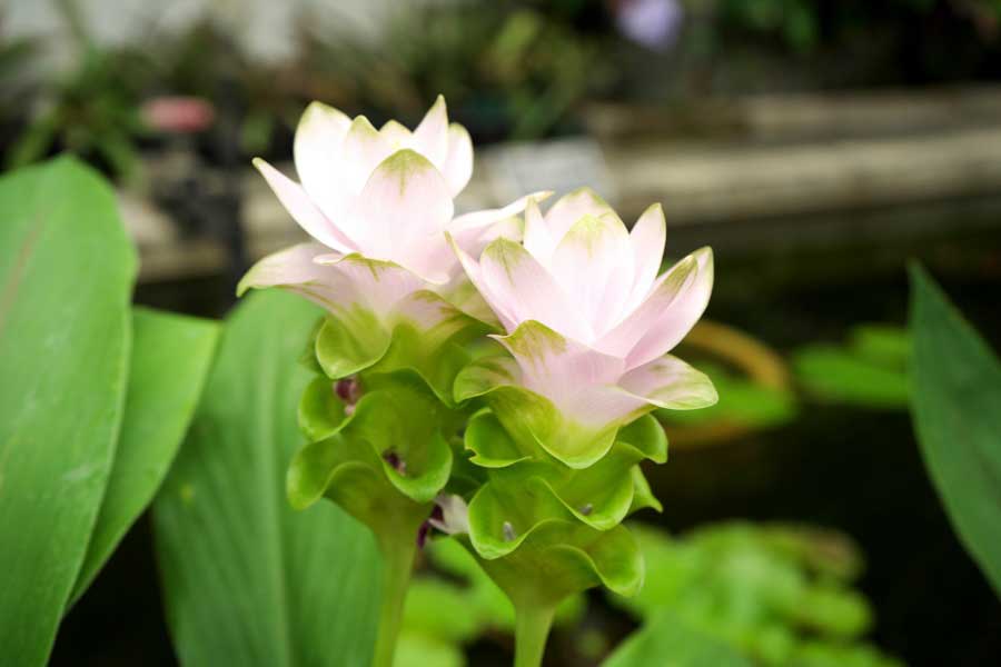 ショウガ科の植物クルクマ（写真はイメージ）【写真：写真AC】