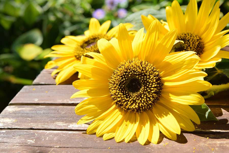 夏を代表する花といえばヒマワリ（写真はイメージ）【写真：写真AC】