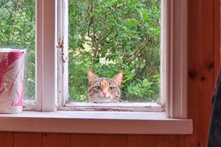 窓から帰宅を知らせるねこのニャンともいえぬ存在感【写真提供：Kazu.net@norway（@WalkingtheNorth）さん】