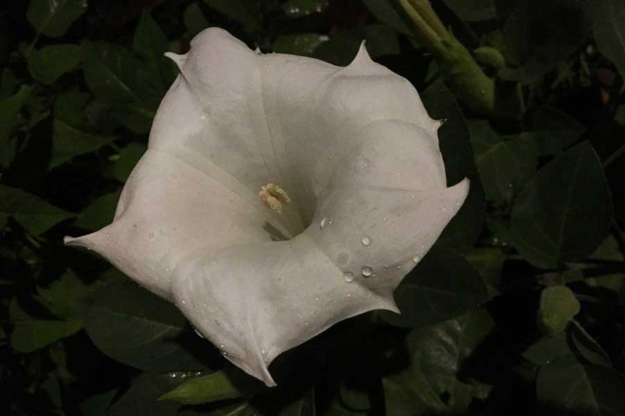 ヨルガオは夜に咲く白い花（写真はイメージ）【写真：写真AC】