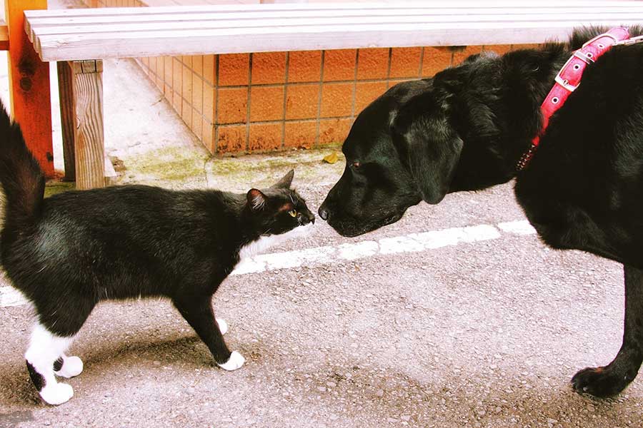 全盲の犬を献身的にサポートするのは“盲導猫”（写真はイメージ）【写真：写真AC】