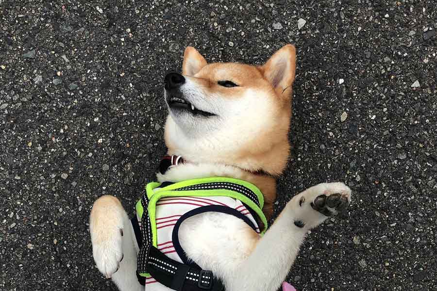 散歩拒否の柴犬 もう動きたくない ひっくり返って抗議する姿に約1万人が爆笑 Hint Pot 2