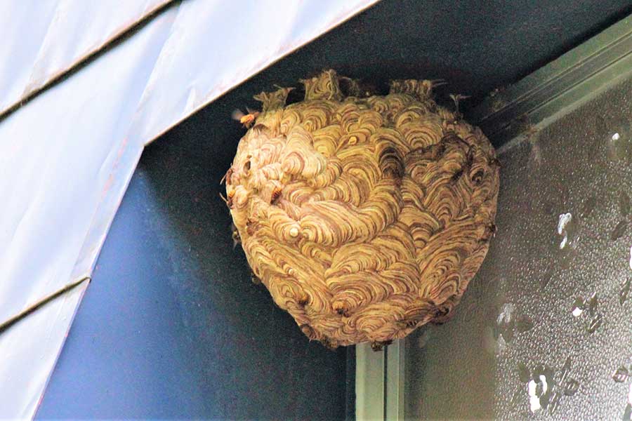 民家の軒下にできたスズメバチの巣【写真：写真AC】
