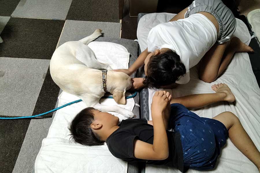 リビングに布団を持ち込んでジェニーと寝る特別な夏休み【写真提供：日本盲導犬協会】