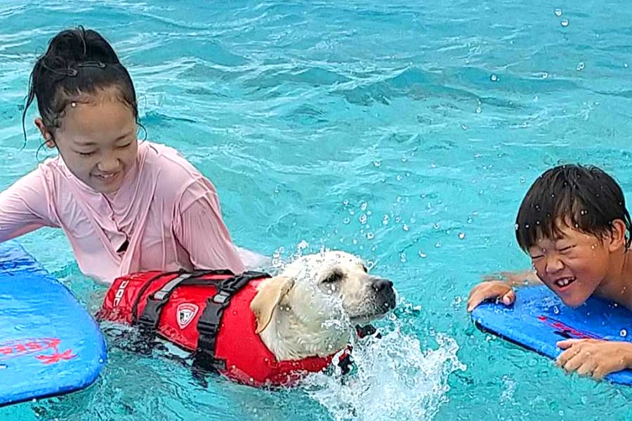 次女の叶海ちゃんと長男の湊人くんとプールで遊ぶジェニー【写真提供：日本盲導犬協会】