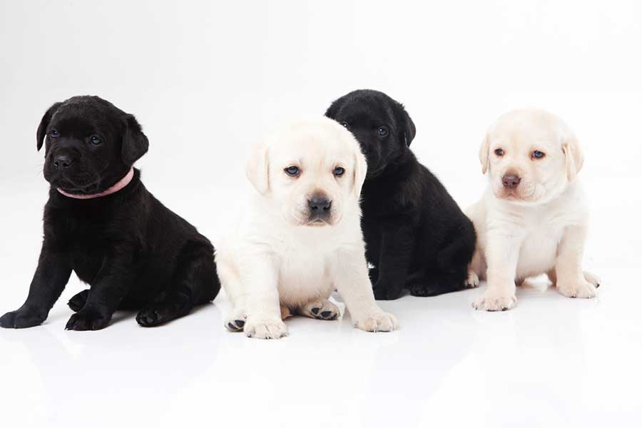 人気の犬種は日本と北米で違いが（写真はイメージ）【写真：写真AC】
