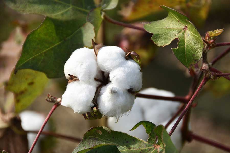 秋になると、花が枯れて実が弾け、コットンボールと呼ばれるフワフワの綿の実と種が収穫できる。我が家も収穫が楽しみ（写真はイメージ）【写真：写真AC】