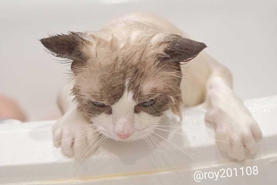 おとなしくお風呂に入るも、あまり好きではないようで…【写真提供：ロイ（Roy）くん@ラグドール（@roy201108）さん】