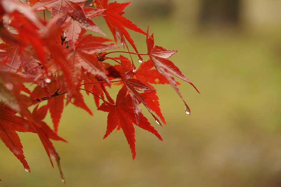 秋は降雨量が最も増える季節（写真はイメージ）【写真：写真AC】