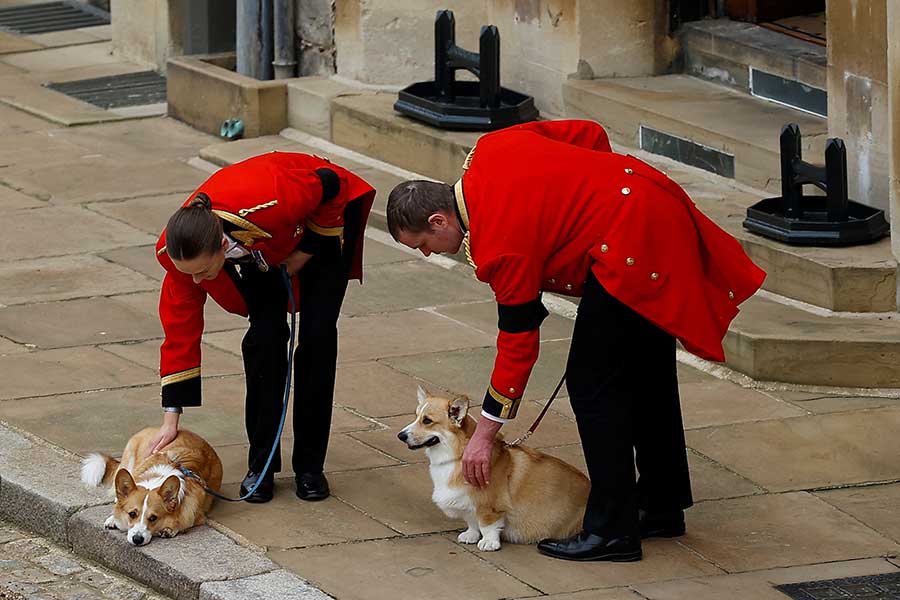 ウィンザー城でエリザベス女王の棺到着を待つ女王の愛犬ミックとサンディー【写真：Getty Images】