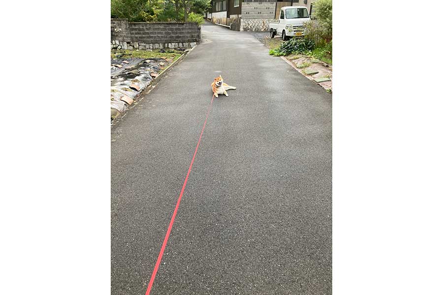 散歩に出かけた途端に“拒否犬”になってしまった琥太郎くん 【写真提供：柴犬琥太郎（@shiba_kotaron）さん】