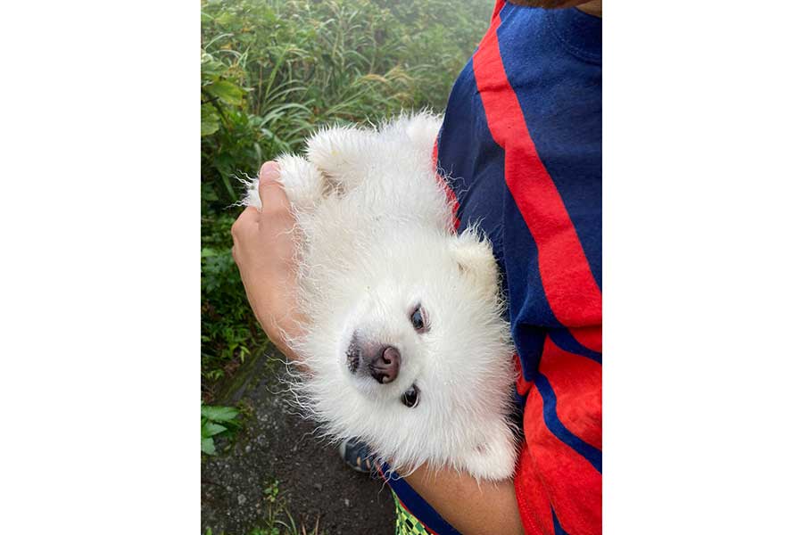 ハイキング中に抱き上げられ、まだまだ遊びたい表情のレイくん【写真提供：タレ目の犬（ポメラニアン）（@Pomeranian2015）さん】