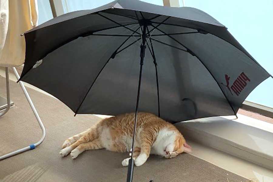 雨傘を日傘にしてスヤスヤと窓辺でお昼寝をするこたろうくん【写真提供：こたぽん（@kotapom76）さん】