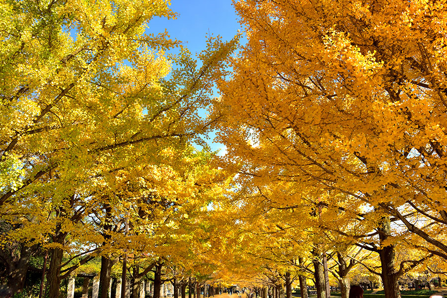 秋の訪れを感じる黄金色に輝くイチョウ並木（写真はイメージ）【写真：写真AC】