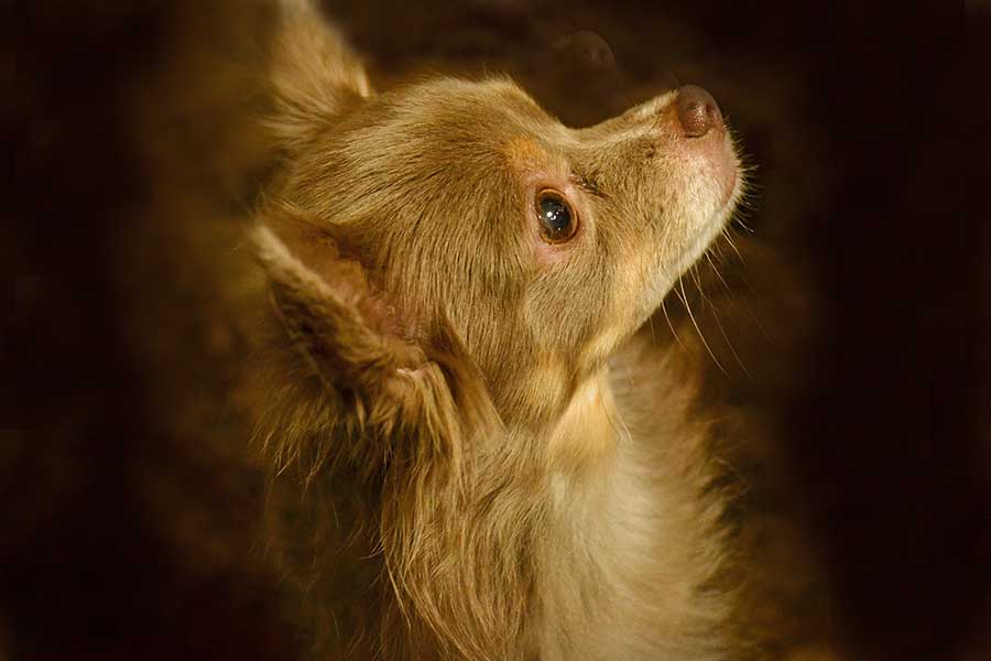 “存命中の最高齢の犬”が天国へ（写真はイメージ）【写真：写真AC】