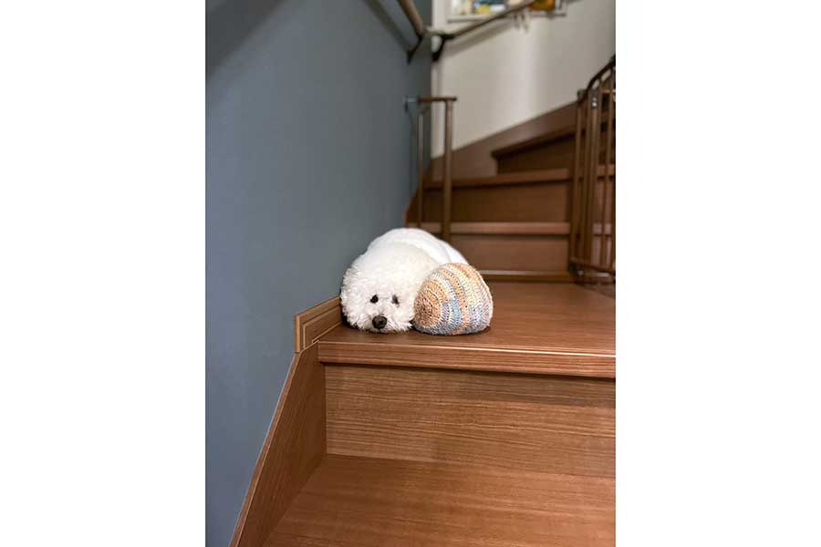 階段の上でしょんぼりした表情のタップくん【写真提供：くるみ（@walnuts_pup）さん】