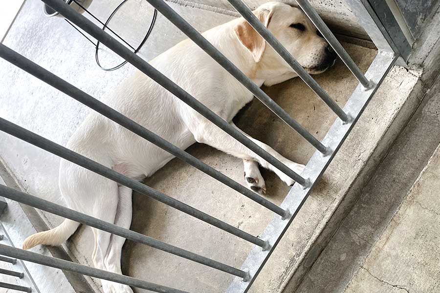 預かり訓練中、日本盲導犬協会の犬舎でぐっすり寝ているジェニー【写真提供：日本盲導犬協会】