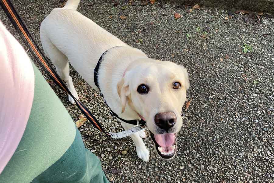 預かり訓練の散歩中に見せたジェニーの笑顔【写真提供：日本盲導犬協会】