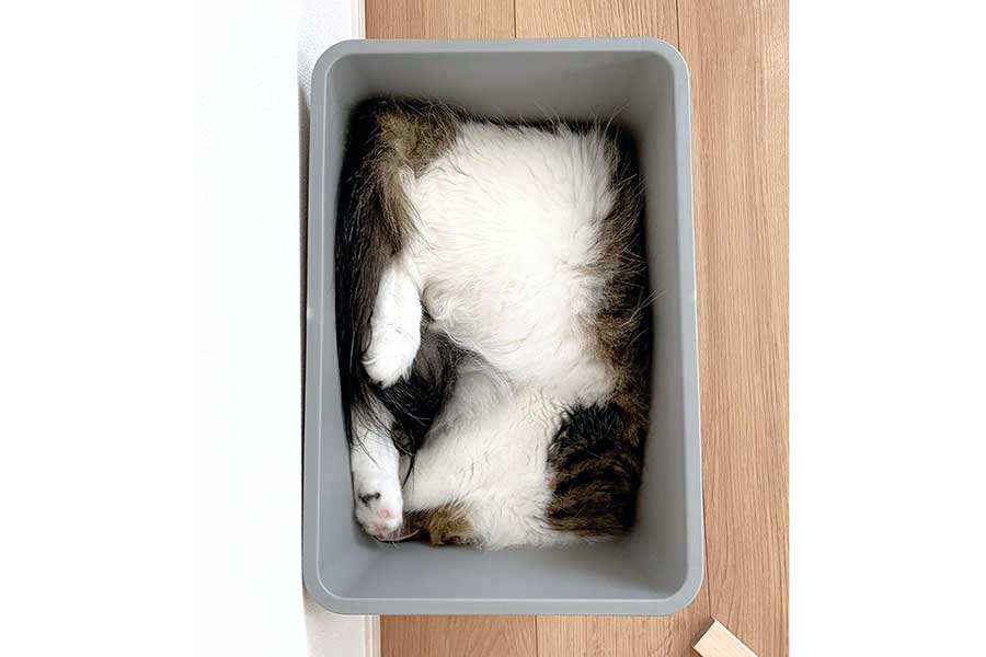 箱と一体化して眠るシィクくん【写真提供：シィク / 猫アカ（@sheik_norwegian）さん】