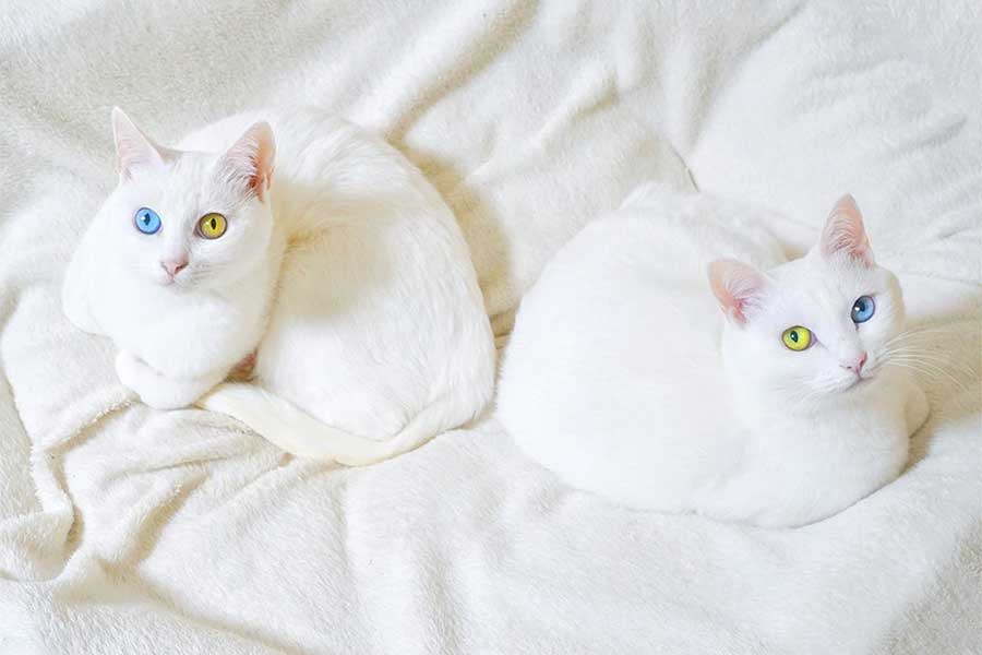 容姿がそっくり！　まるで双子のような2匹（左がくららちゃん、右が珊瑚ちゃん）【写真提供：ルカクラさん（@sangoruka_cats）さん】