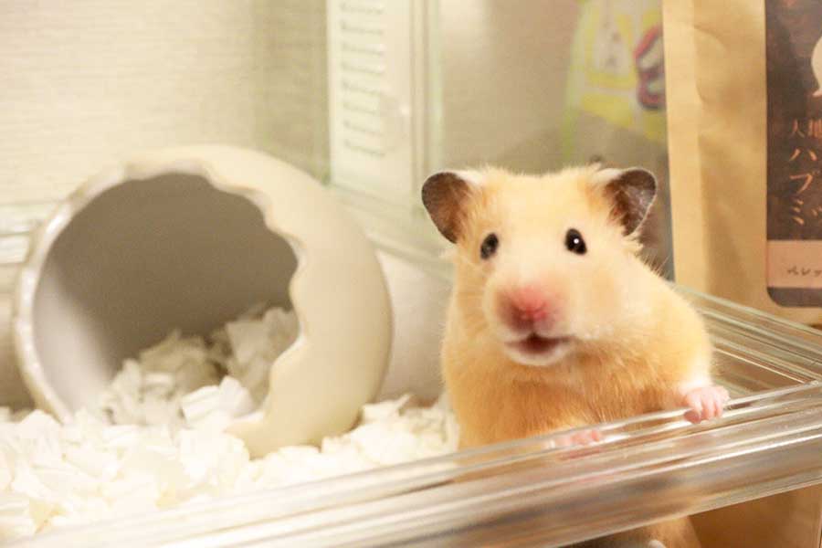 普段のおうちは透明のケージ【写真提供：I'm hamster？（@Im_hamster8686）さん】