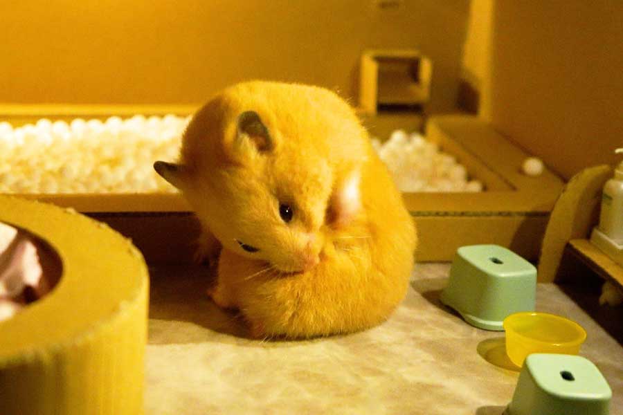 ミニチュア銭湯で体を洗うこんちゃん【写真提供：I'm hamster？（@Im_hamster8686）さん】