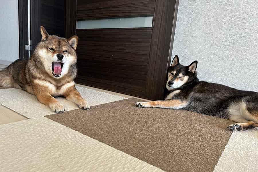 左が同居犬の花ちゃん【写真提供：あず花コミカルコンビ（@kuroshibaazuki）さん】