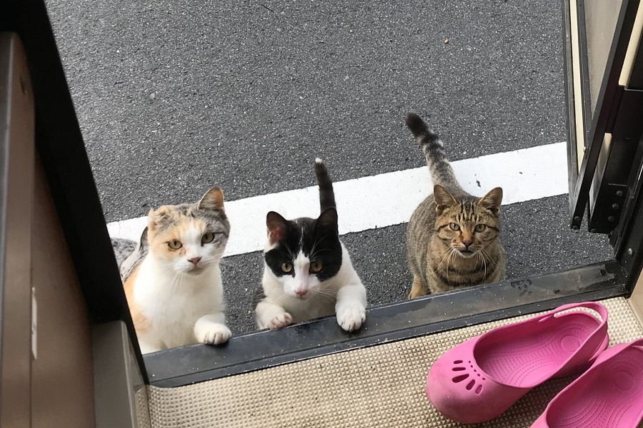 車の外から熱い視線を送る猫たち【写真提供：うめののたび（@UmeGohanTudu）さん】