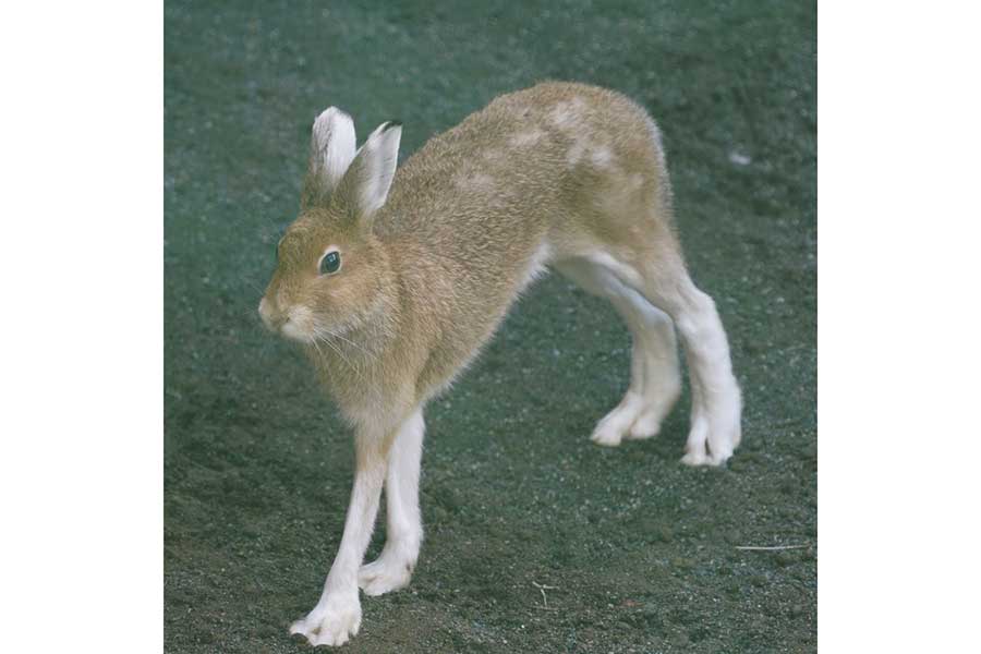 足が長すぎることで話題のエゾユキウサギ【写真提供：札幌市円山動物園（@marudou_fan）】