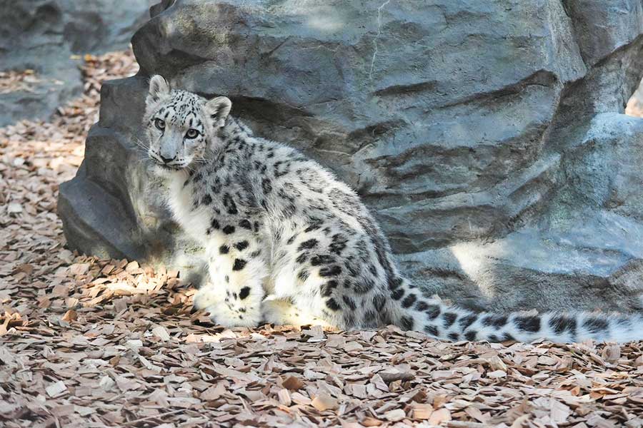 ユキヒョウの赤ちゃんの近影。体は大きく成長し、柄も美しい【写真提供：秋田市大森山動物園】