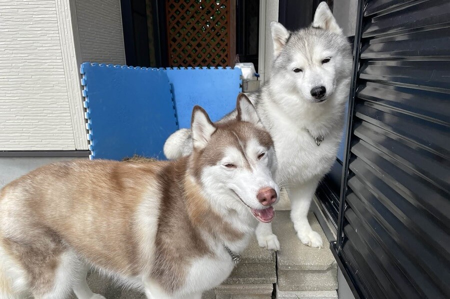 「家に入りたい…」と待機しているシャンテちゃん（左）とシルビアちゃん（右）。2匹とも目が開き切っていません【写真提供：ハマジ（@xxhama2）さん】