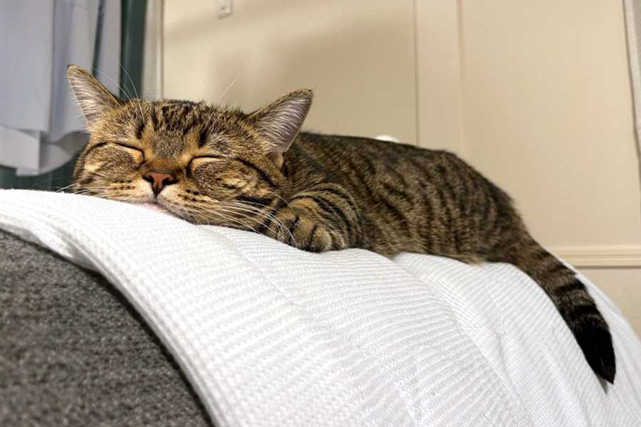 眠っている時の幸せそうな顔【写真提供：もな（@monamofumofu）さん】