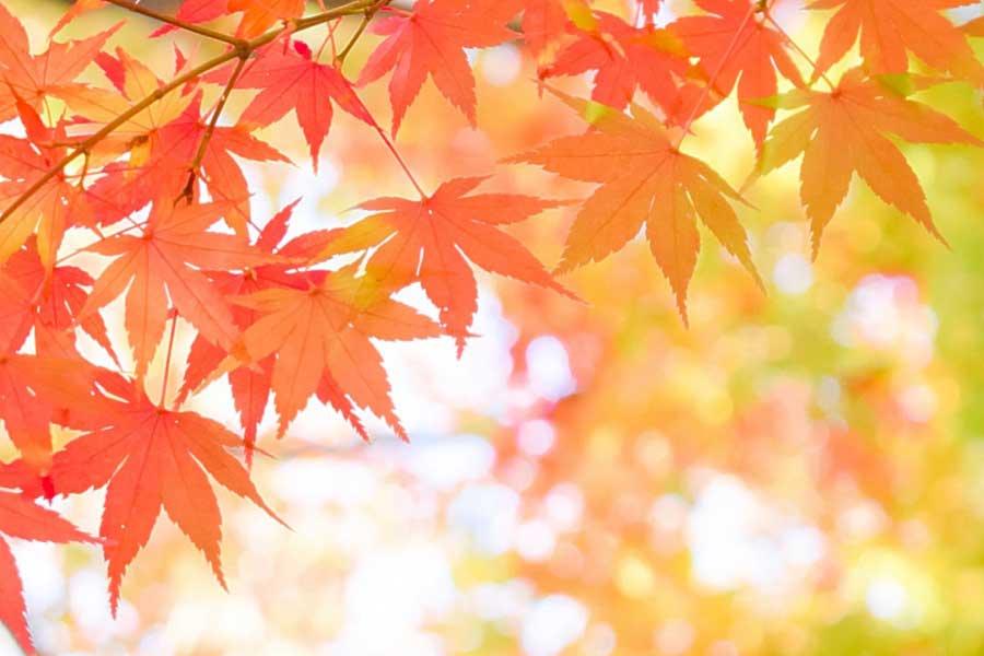 紅葉狩りの季節（写真はイメージ）【写真：写真AC】