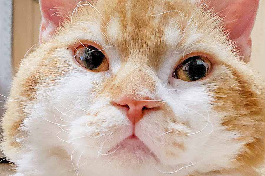 ねこの天然パーマに9000人驚き 