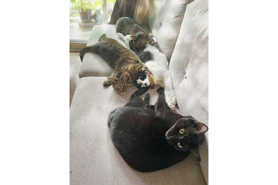 ソファの上でネコハラする兄弟たち【写真提供：ねこカルテット（@4cats_quartet）さん】