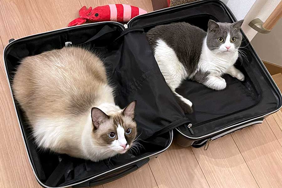 （左から）コテツくん、まるくん。スーツケースに入りネコハラ中【写真提供：コテツとまる（@mofu_kote）さん】