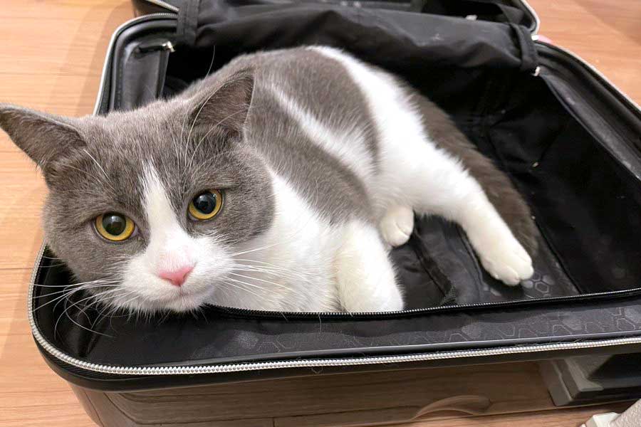 スーツケースに一番乗りしたまるくん【写真提供：コテツとまる（@mofu_kote）さん】
