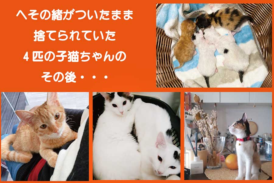 左端の茶トラちゃんは投稿主さんのもとで、真ん中と右端の3匹は里親さんに引き取られ幸せに生活【写真提供：にゃんねこ25匹の猫生活（@22nekosan）さん】