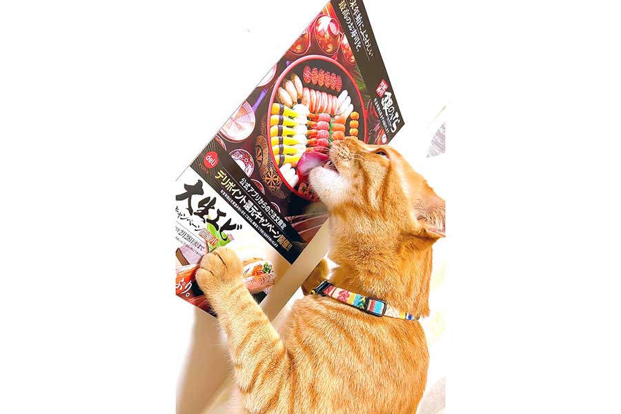 チラシのお寿司を舐めるちくわくん【写真提供：我が家の猫’s『kodou428』（@kodou428）さん】