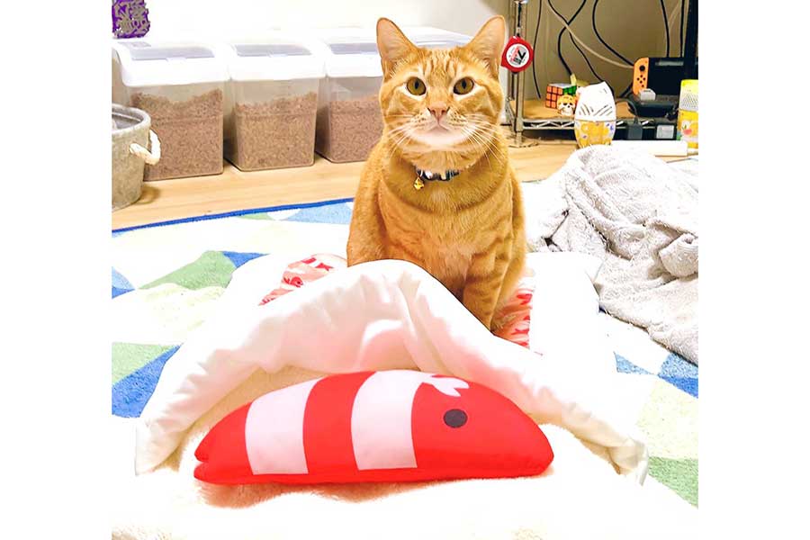 エビも大好き？　寿司を求める姿が話題になったちくわくん【写真提供：我が家の猫’s『kodou428』（@kodou428）さん】