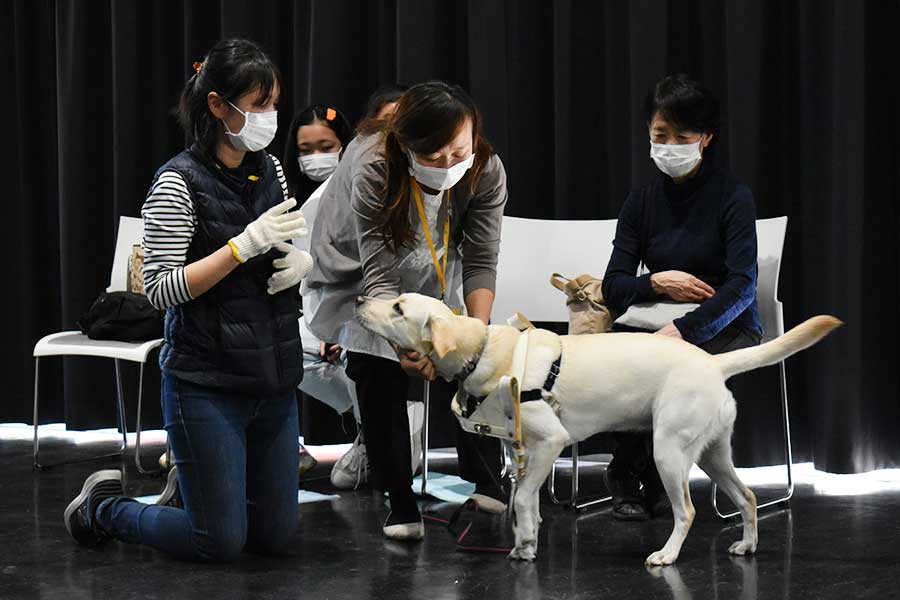 ハーネスをジェニーに装着する真由美さん【写真提供：日本盲導犬協会】