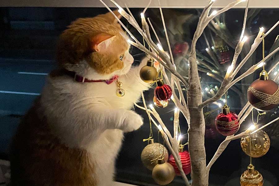 ねことクリスマスツリーの幻想的な一枚 「マジ名画」と18万人感動も