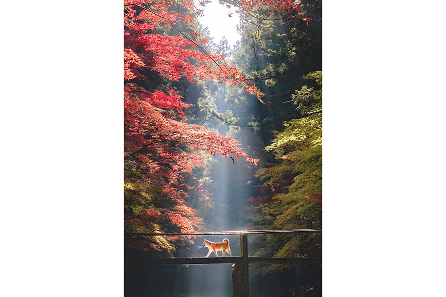 “自然のスポットライト”に照らされる柴犬【写真提供：NAMIKO（@choro___rin）さん】