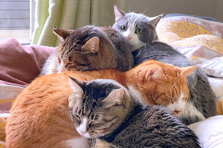 創造的な猫小屋枕元猫のそば何匹かの猫ひっかき板犬小屋這架猫箱