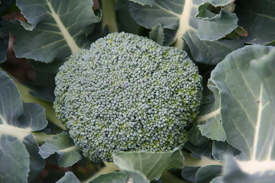 「栄養宝石の冠」と呼ばれるブロッコリー。炒め物にする時の簡単テクとは（写真はイメージ）【写真：写真AC】