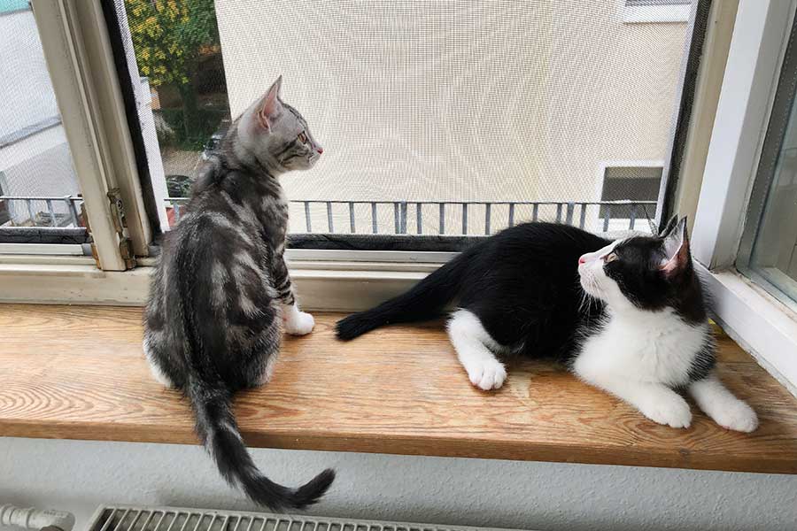 開け放った窓の外に高い関心を示すサツキ（左）とココロ（右）。虫除け用の網を張っていましたが…【写真：島崎英純】